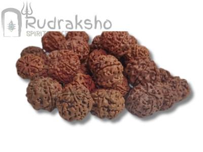 6 Mukhi Rudraksha from Nepal